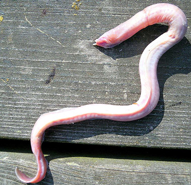 Myxine glutinosa_02.jpg